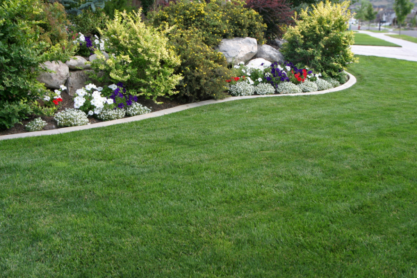 Top Native Hawaiian Plants for a Low-Maintenance Landscape