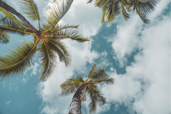 Palm Tree Care in Hawaiʻi: Common Issues and How to Prevent Them