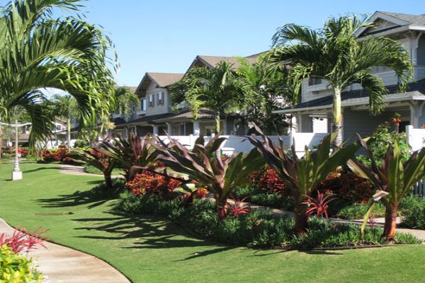 Landscape maintenance project by Hawaii Landscape Services