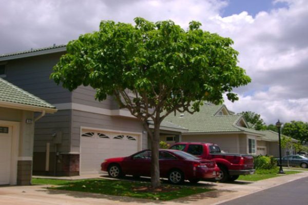 Landscape maintenance project by Hawaii Landscape Services