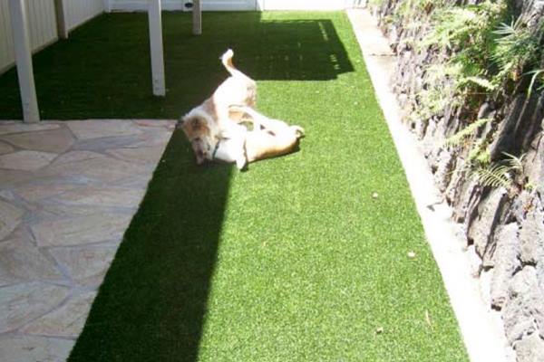 Synthetic turf project by Hawaii Landscape Services