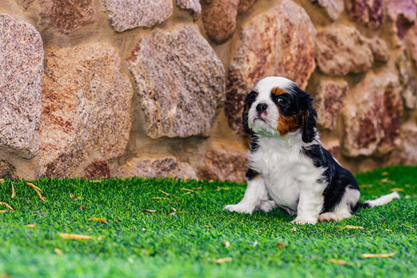 Pet Turf by SouthWest Greens